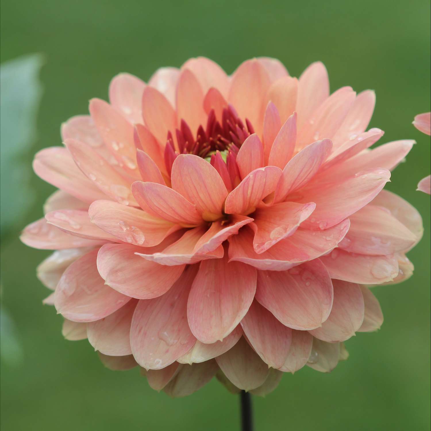 Daalia ‘Château de la Bourdaisière’